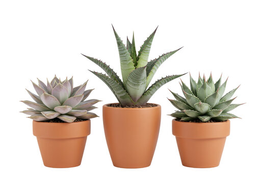 Isolated collection of three potted succulent plants in terracotta pots on a seamless surface