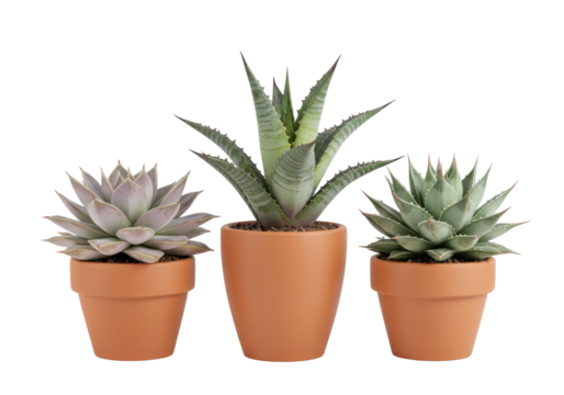 Isolated collection of three potted succulent plants in terracotta pots on a seamless surface