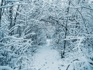 Trees, bushes and path covered with snow.