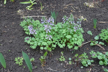 Clusters of light violet flowers of Corydalis solida in mid April