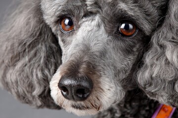 Elegant Poodle Showcasing Intelligent Gaze and Graceful Demeanor Against Soft Gray Backdrop