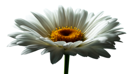 White daisy flower center with bright yellow pistils