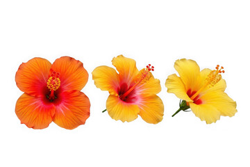 Hibiscus flowers isolated on black background