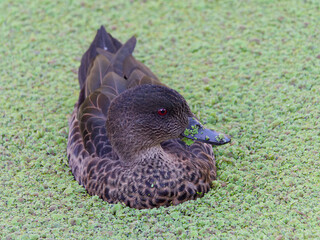 Female Chestnut Teal (Anas castanea) swimming in a pond covered in green algae.