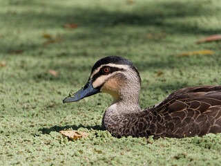 Pacific Black Duck (Anas superciliosa ) in closeup swimming in a pond covered in green algae.