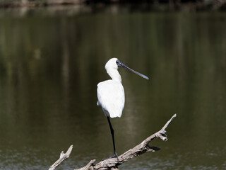 Royal Spoonbill (Platalea regia) perched  with one leg on a dead tree branch overlooking a swamp.