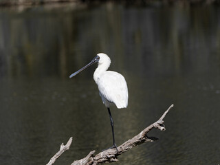 Royal Spoonbill (Platalea regia) perched  with one leg on a dead tree branch overlooking a swamp.