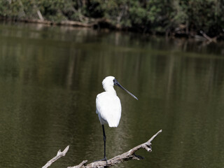 Royal Spoonbill (Platalea regia) perched  with one leg on a dead tree branch overlooking a swamp.