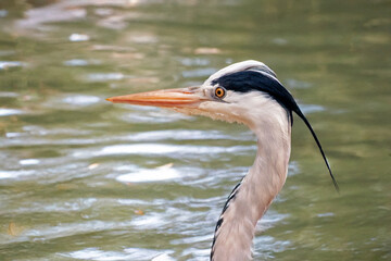 Héron cocoi en gros plan au bord de l'eau	