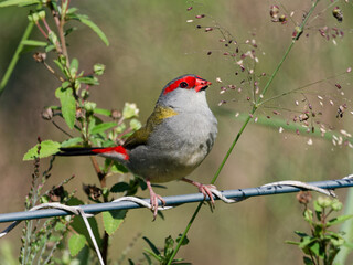 Red-browed Finch (Neochmia temporalis) perched on a wire fence feeding on grass seeds.