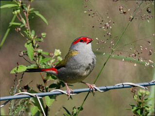 Red-browed Finch (Neochmia temporalis) perched on a wire fence feeding on grass seeds.