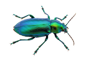 Isolated Beetle featuring iridescent blue green coloration showing its many legs and antennae