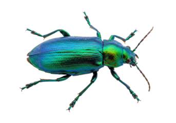 Isolated Beetle featuring iridescent blue green coloration showing its many legs and antennae