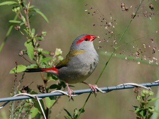 Red-browed Finch (Neochmia temporalis) perched on a wire fence feeding on grass seeds.