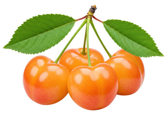 Isolated Ranier Cherries bunch with stems and leaves, fresh stone fruit on no background