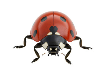 Isolated red ladybug close-up front view, insect with black spots, beetle, macro wildlife