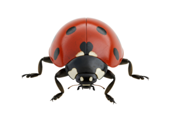 Isolated red ladybug close-up front view, insect with black spots, beetle, macro wildlife