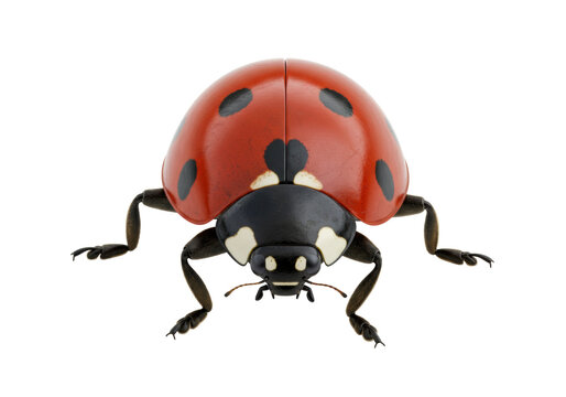 Isolated red ladybug close-up front view, insect with black spots, beetle, macro wildlife