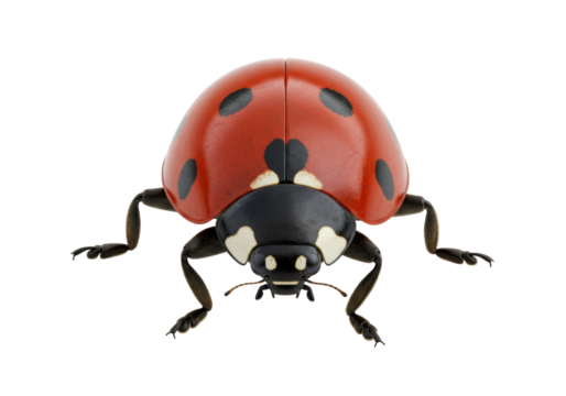 Isolated red ladybug close-up front view, insect with black spots, beetle, macro wildlife