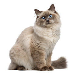 Beautiful fluffy cat with striking blue eyes sitting gracefully  isolated on transparent background 