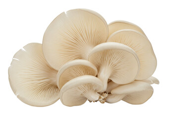 Isolated clump of oyster mushrooms, showing cap undersides and gills, natural foods concept