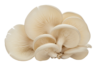 Isolated clump of oyster mushrooms, showing cap undersides and gills, natural foods concept