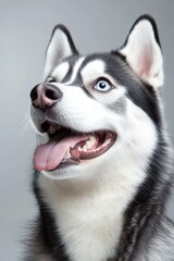 Obraz premium Majestic Siberian Husky with Captivating Blue Eyes and Lush Black and White Fur, Beautiful Portrait