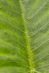 A leaf with a green stem