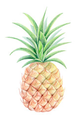 Obraz premium Colored pencil and watercolor pineapple illustration isolated on white. Tropical exotic fruit clipart with green leaves for summer design, packaging, posters, cards, kitchen decor and fabric prints.