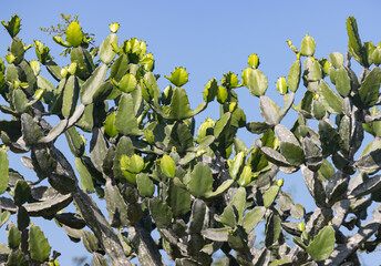 A tree with green leaves and brown spots