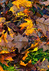 Close-up of colorful autumn oak leaves lying on green grass after rain. Vibrant fall foliage background with warm sunlight and natural texture, perfect for seasonal and nature designs.