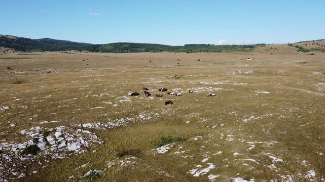 A group of wild horses grazing grass on a mountain. Free horses in nature. Herd of wild horses, aerial drone view. 
