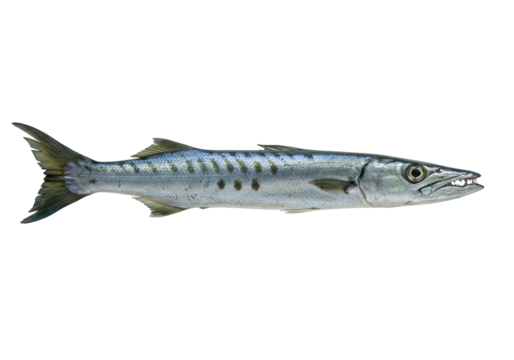 Isolated Barracuda fish with its mouth slightly open, a predator of the sea, saltwater fish
