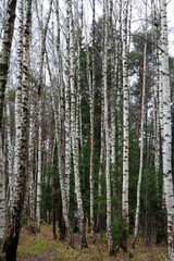Obraz premium Tree trunks in the autumn forest
