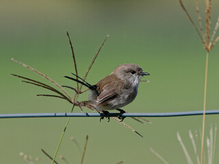 Superb Fairywren (Malurus cyaneus) juvenile male perched on a wire fence with green bokeh background.