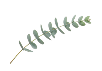 Isolated silvery dollar eucalyptus leaf, round leaves and green twigs for decoration