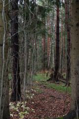Tree trunks in the autumn forest