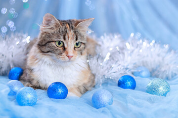 Stylish, commercial photo of a cat with blue Christmas balls on the background, perfect for...