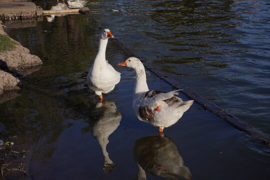 Two white geese standing in shallow water near a pond edge, their reflections clearly visible on the calm surface under warm sunlight. Peaceful nature and wildlife scene.