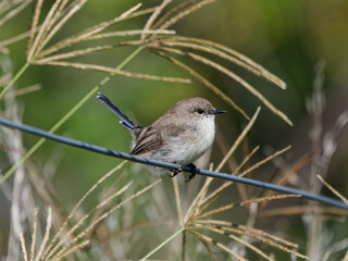 Superb Fairywren (Malurus cyaneus) juvenile male perched on a wire fence with grass stalks and green bokeh background