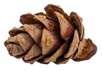 Isolated cone of brown autumn coniferous plant with golden resin, perfect for nature themes