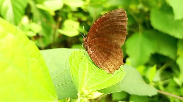 Palmfly butterfly resting on green leaf in natural forest environment