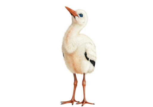 Isolated stork chick with fuzzy feathers and orange beak looking up in a cute way