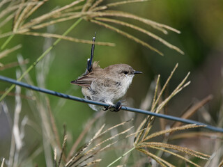 Superb Fairywren (Malurus cyaneus) juvenile male perched on a wire fence with grass stalks and green bokeh background