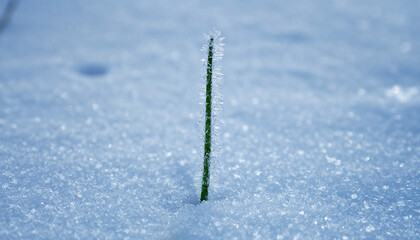 Close-up of a single green blade of grass sticking out of snow with frosty background.