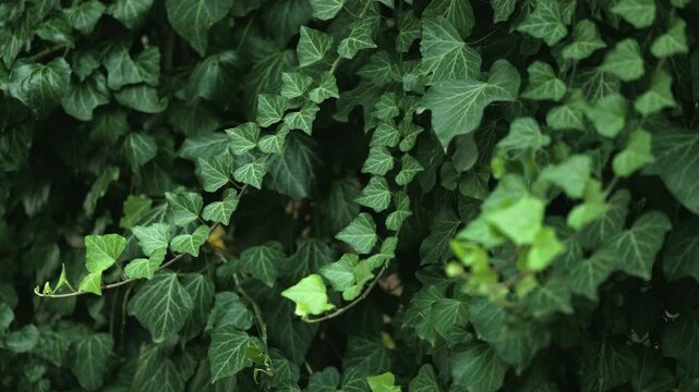 Many leafs of ivy cover a wall.