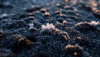 Close-up of frosty soil with small plants at sunrise or sunset with warm tones