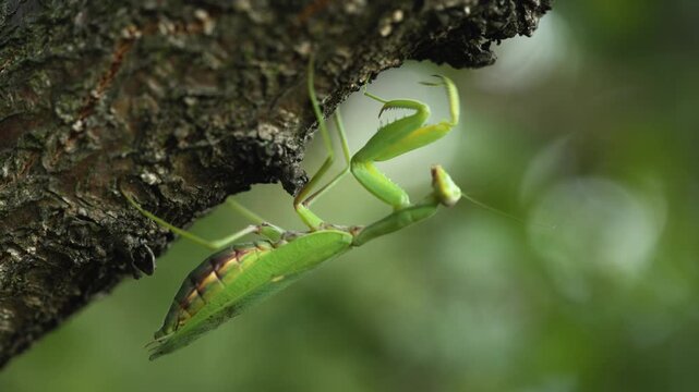 Praying Mantis or Mantis religiosa Mantodea on the tree.