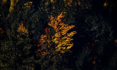 Fototapeta premium amazing autumn landscape with colorful trees