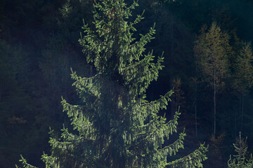 amazing autumn landscape with colorful trees